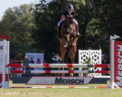 jumper Big Becks (Hanoverian, 2018, from Big Star)