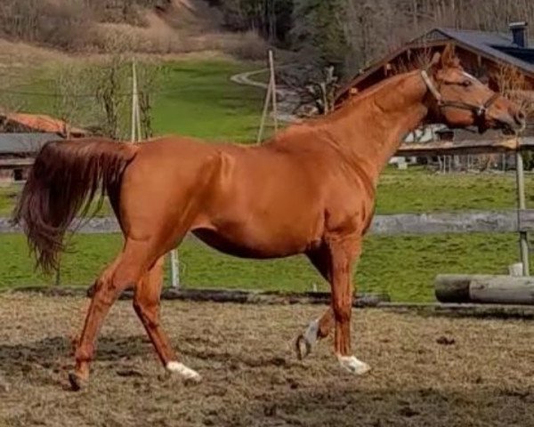 horse Rozana (polish noble half-breed, 2004, from Adiutant)