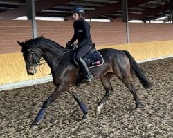 broodmare Rahja R (Oldenburg, 2019, from Maracana)