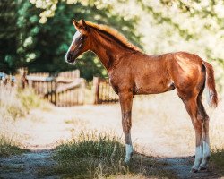 dressage horse Ready to Dance R (Oldenburg, 2023, from Erdinger)