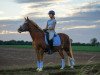 dressage horse Crimson's Charlie (Welsh-Pony (Section B), 1999, from Tetworth Crimson Lake)