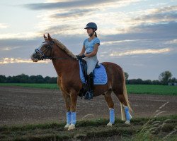 dressage horse Crimson's Charlie (Welsh-Pony (Section B), 1999, from Tetworth Crimson Lake)