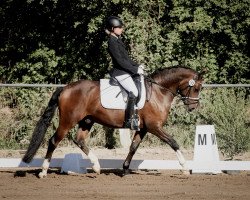 dressage horse Doubles Diamond (German Riding Pony, 2018, from Dreidimensional AT NRW)