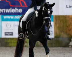 dressage horse Feel Free 8 (Hanoverian, 2016, from Fürst Belissaro)