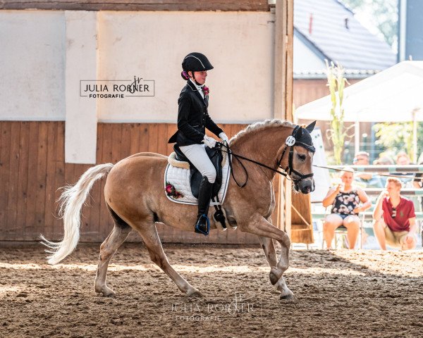 Pferd Werter Herr Fritzi (Haflinger, 2013, von World-Dancer)