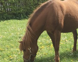 broodmare Cherie 211 (Pony without race description, 2002, from unbek.)