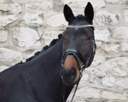 dressage horse Donja (German Sport Horse, 2010, from Contenaro)