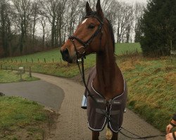 jumper Levi 41 (KWPN (Royal Dutch Sporthorse), 2016, from Eldorado vd Zeshoek Tn)