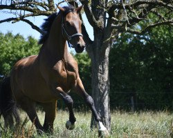 Dressurpferd Nimmerdor G (KWPN (Niederländisches Warmblut), 2018, von Ferdeaux)