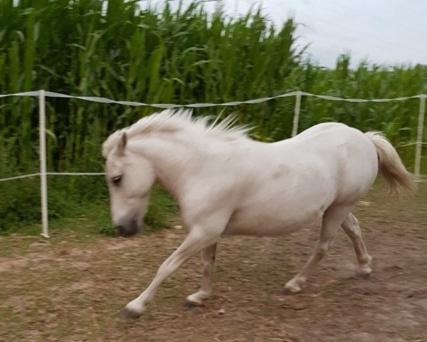 Pferd Anton (Welsh Pony (Sek.B), 1998, von Jupiter)