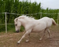 horse Anton (Welsh-Pony (Section B), 1998, from Jupiter)