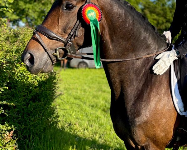 dressage horse Danzadora 2 (Hanoverian, 2015, from Danzador)