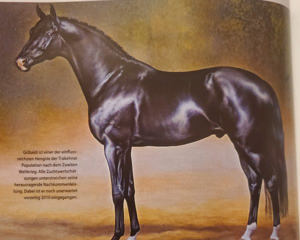 stallion Gribaldi (Trakehner, 1993, from Kostolany)