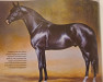 stallion Gribaldi (Trakehner, 1993, from Kostolany)