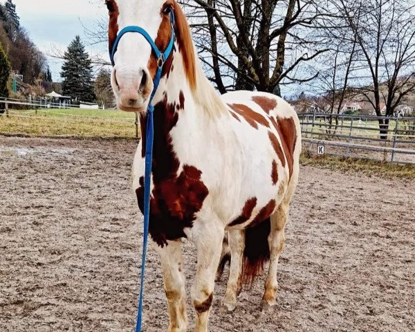 Pferd Manito (Pinto mit Reitpferdepedigree, 2007, von Olando D)