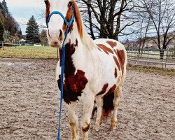 horse Manito (Pinto with riding horses pedigree, 2007, from Olando D)