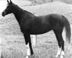 broodmare Acerola ox (Arabian thoroughbred, 1966, from Bahram ox)