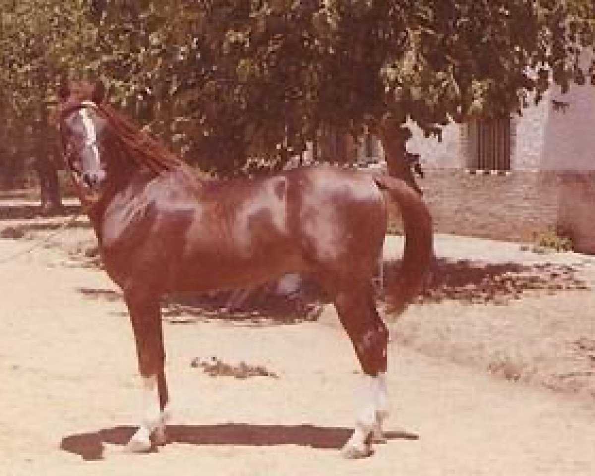 stallion Bahram ox (Arabian purebred, 1958, from Tabal ox)
