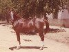 stallion Bahram ox (Arabian thoroughbred, 1958, from Tabal ox)