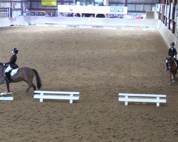 Reitturnier Springe 2024