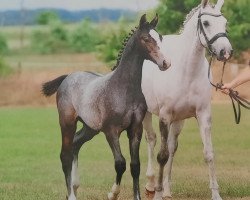 jumper Caven (Holsteiner, 2021, from Corfu de la Vie)