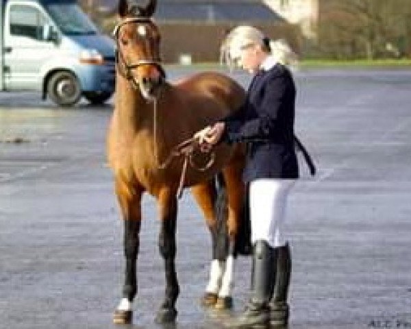 stallion Helium de l'Aumont (French Pony, 1995, from Syrius de Mai)