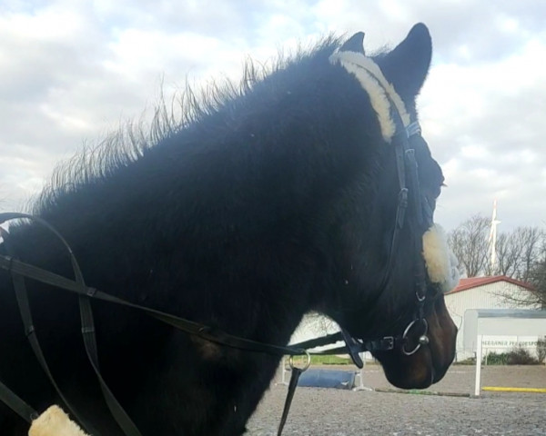 dressage horse Baxter (Trakehner, 2004, from Bergamo)
