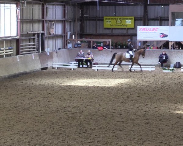Reitturnier Springe 2024