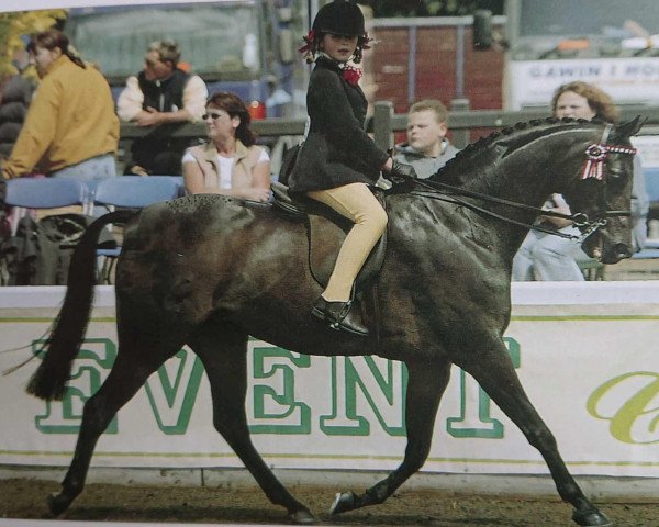 horse Aberbrwynen Royal Diamond (British Riding Pony, 1992, from Small-Land Amadeus)