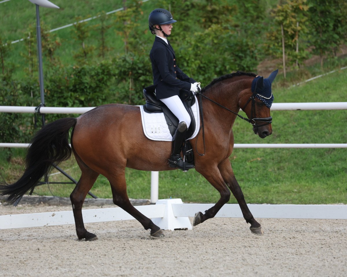 Dressurpferd Backwoods Zahara (Welsh Partbred, 2009, von Pin Rock's Spirit 8 WPB)