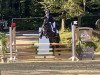 Springpferd Cascob Welsh Black (Welsh-Cob (Sek. D), 2016, von Moelgwyn Dafydd Ddu)