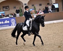 dressage horse Hasadeurs Junior (German Riding Pony, 2011, from GB's Hasardeur)