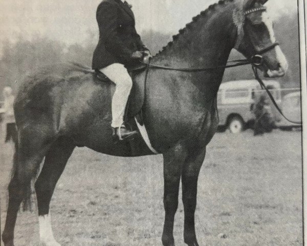 Deckhengst Bengad Pickleweed (Welsh Mountain Pony (Sek.A), 1973, von Bengad Corn Cockle)