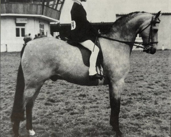 horse Rotherwood Snap Happy (Welsh Partbred, 1969, from Bryn Nipper)