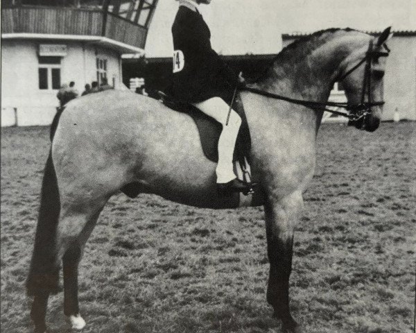 Pferd Rotherwood Snap Happy (Welsh Partbred, 1969, von Bryn Nipper)