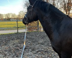 dressage horse Melanie Eh (unknown, 2018)