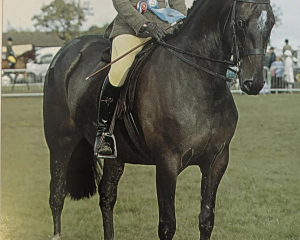 Zuchtstute Yealand Myth (British Riding Pony, 2000, von Yealand Night Owl)