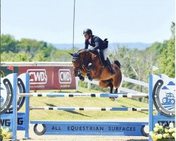 jumper Ludovica S (Oldenburg show jumper, 2011, from Ludwigs As)