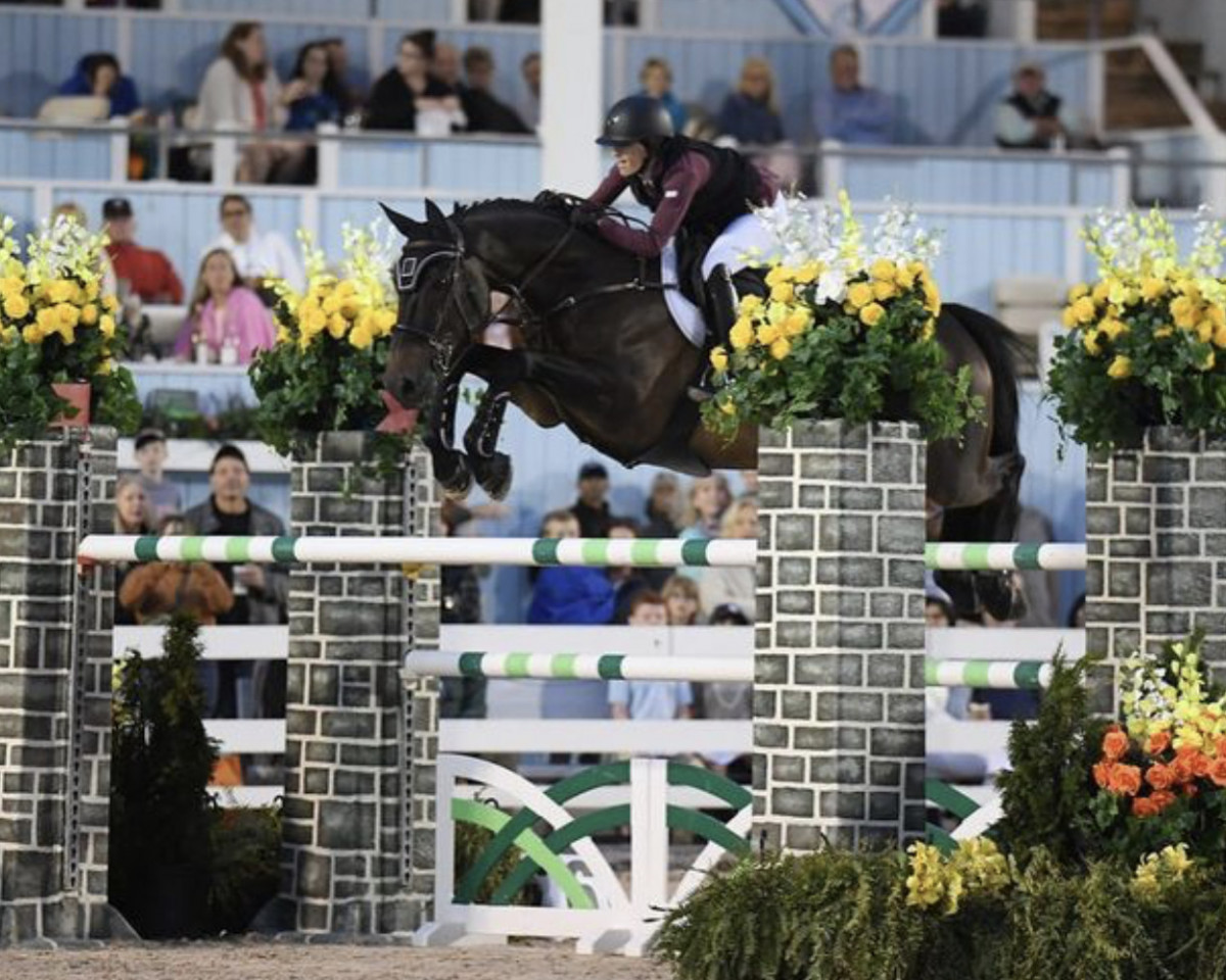 Springpferd Harley D (KWPN (Niederländisches Warmblut), 2012, von Spartacus TN)