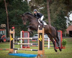 jumper Nautilus Klabautikus N (Hanoverian, 2012, from Numero Uno)