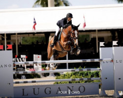 jumper Top Gun Z (Zangersheide riding horse, 2013, from Tobago Z)