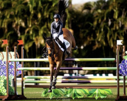 jumper Gaucho (KWPN (Royal Dutch Sporthorse), 2011, from Spartacus TN)