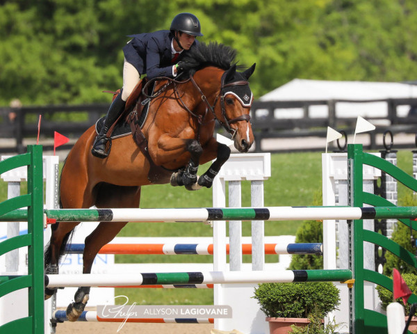 jumper Delia B (Dutch Warmblood, 2008, from Cantos)