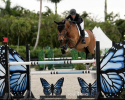 Springpferd Prince Garbo (Schwedisches Warmblut, 2007, von Feliciano)