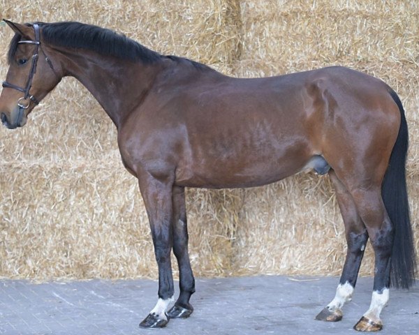 jumper Qlass Z (Zangersheide riding horse, 2015, from Quasimodo Z)