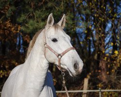 broodmare Elanya 2 (Holsteiner, 2012, from Cassini I)