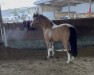 dressage horse Bokkesprong Cibor (Nederlands Welsh Ridepony, 2013, from Alex Dai)