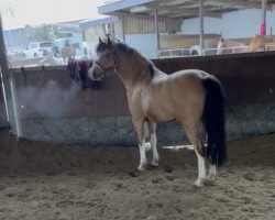 dressage horse Bokkesprong Cibor (Nederlands Welsh Ridepony, 2013, from Alex Dai)