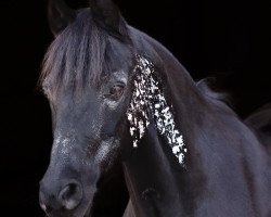 dressage horse Totila 18 (German Riding Pony, 2008)