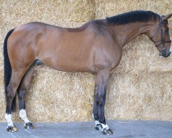 Springpferd Star van Jonckhoeve Z (Zangersheide Reitpferd, 2016, von Hunters Scendro)